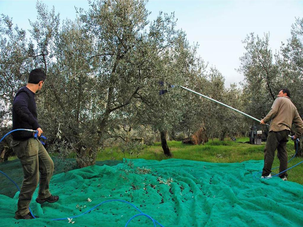 Agriturismo Borgo Dell'Aschetto Vila Marina di Cerveteri Quarto foto